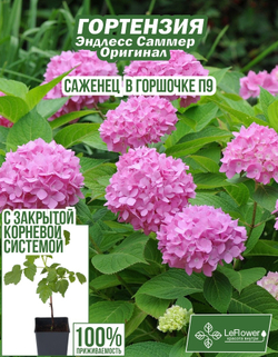 Саженец, Гортензия, Эндлесс Саммер Оригинал