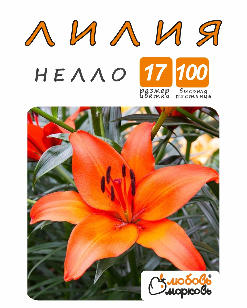 Лилия Луковица, Нелло, разбор 18/20, 1шт