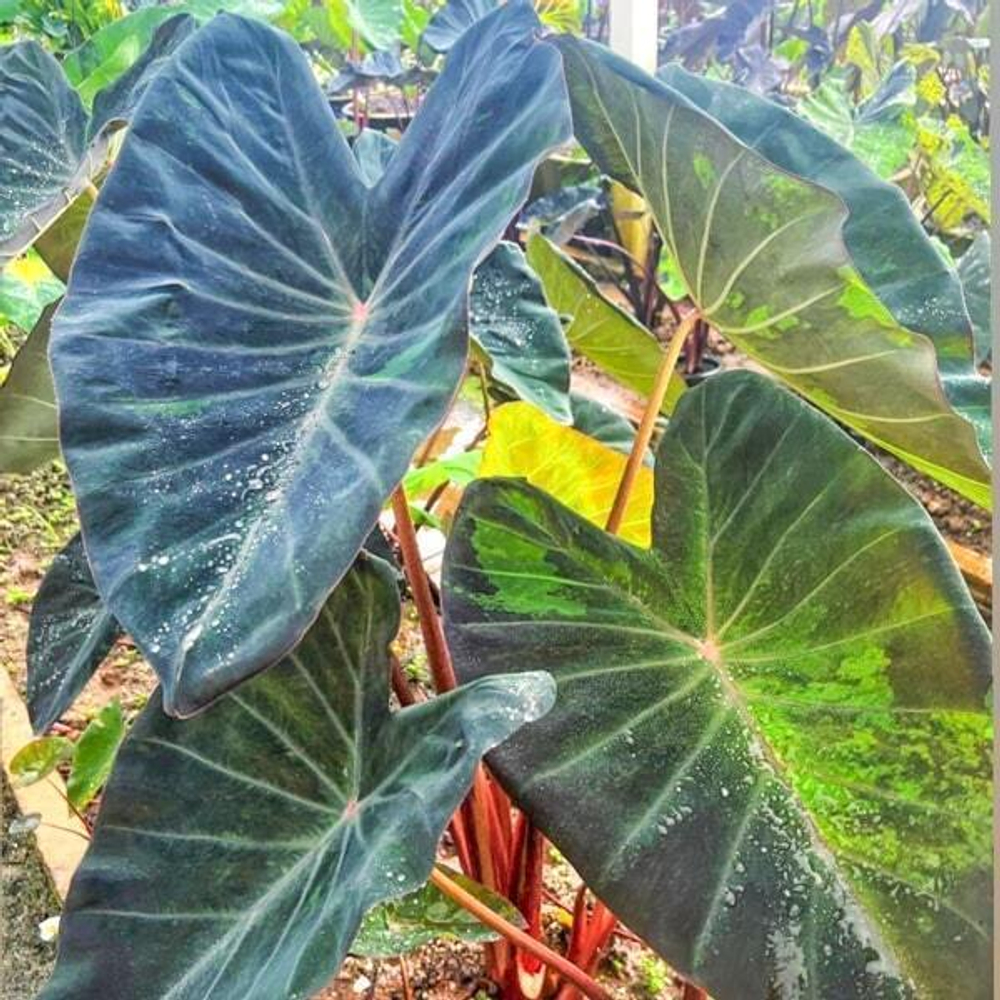 Колоказия NEBULA