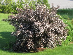 Саженец, Пузыреплодник, Диабло