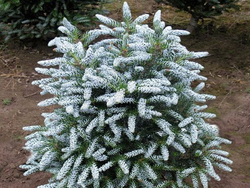 Пихта корейская Сильберблок 5л (40см) Закупка М35 наличие 2026