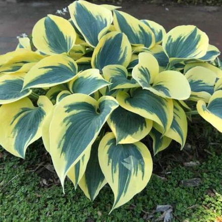 Хоста Отем Фрост С2