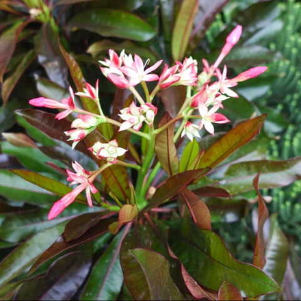 Цербера одоллам красная – Cerbera щdollam red