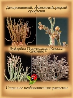 Эуфорбия Платиклада Коралл суккулент