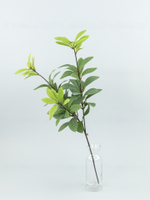 Ветка Олеандр