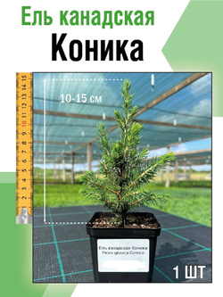 Ель канадская Коника