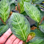 Аглаонема BLACK LIPSTICK