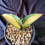 Сансевиерия ES829