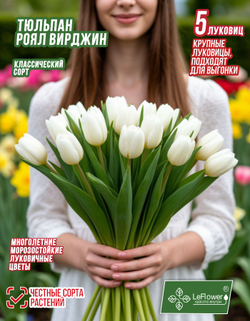 Тюльпан Луковица, Роял вирджин 5 шт крупные