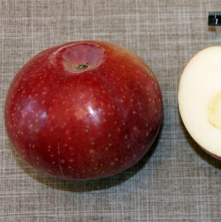 Яблоня колоновидная Каскад