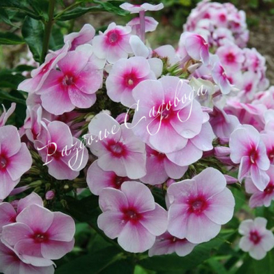 Флокс метельчатый Киевский