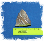 Трохус Макулатус Перламутровый, 3-5см, 1шт