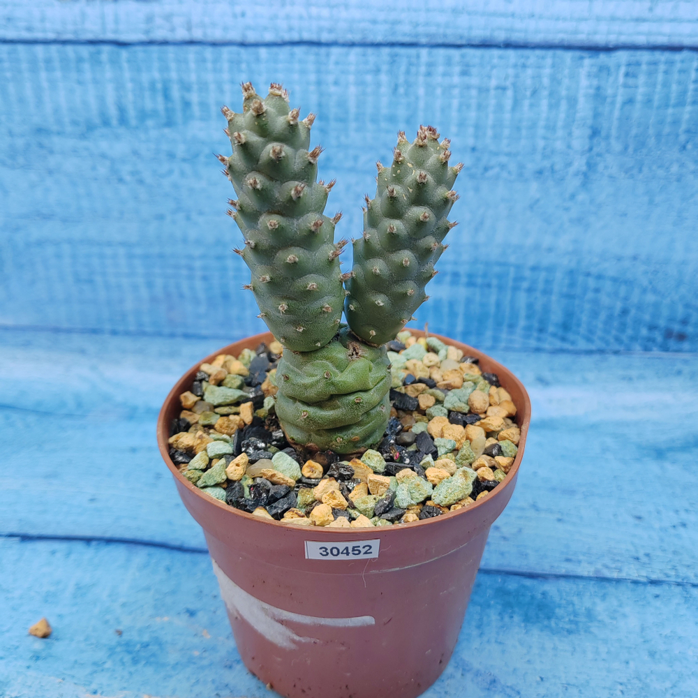 Tephrocactus Articulatus Diadematus (Тефрокактус)