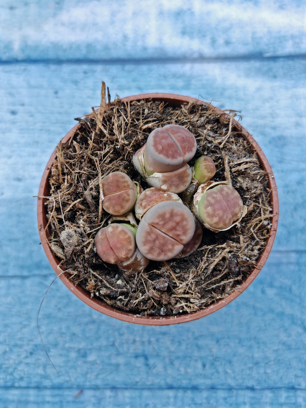 Lithops sp. (Литопсы)