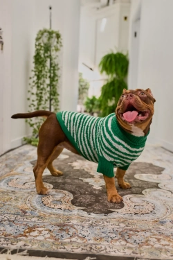 Для собачки