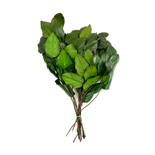 Салал зелёный 50см