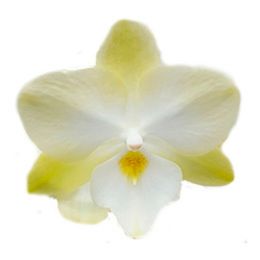 Бриллиантовая орхидея