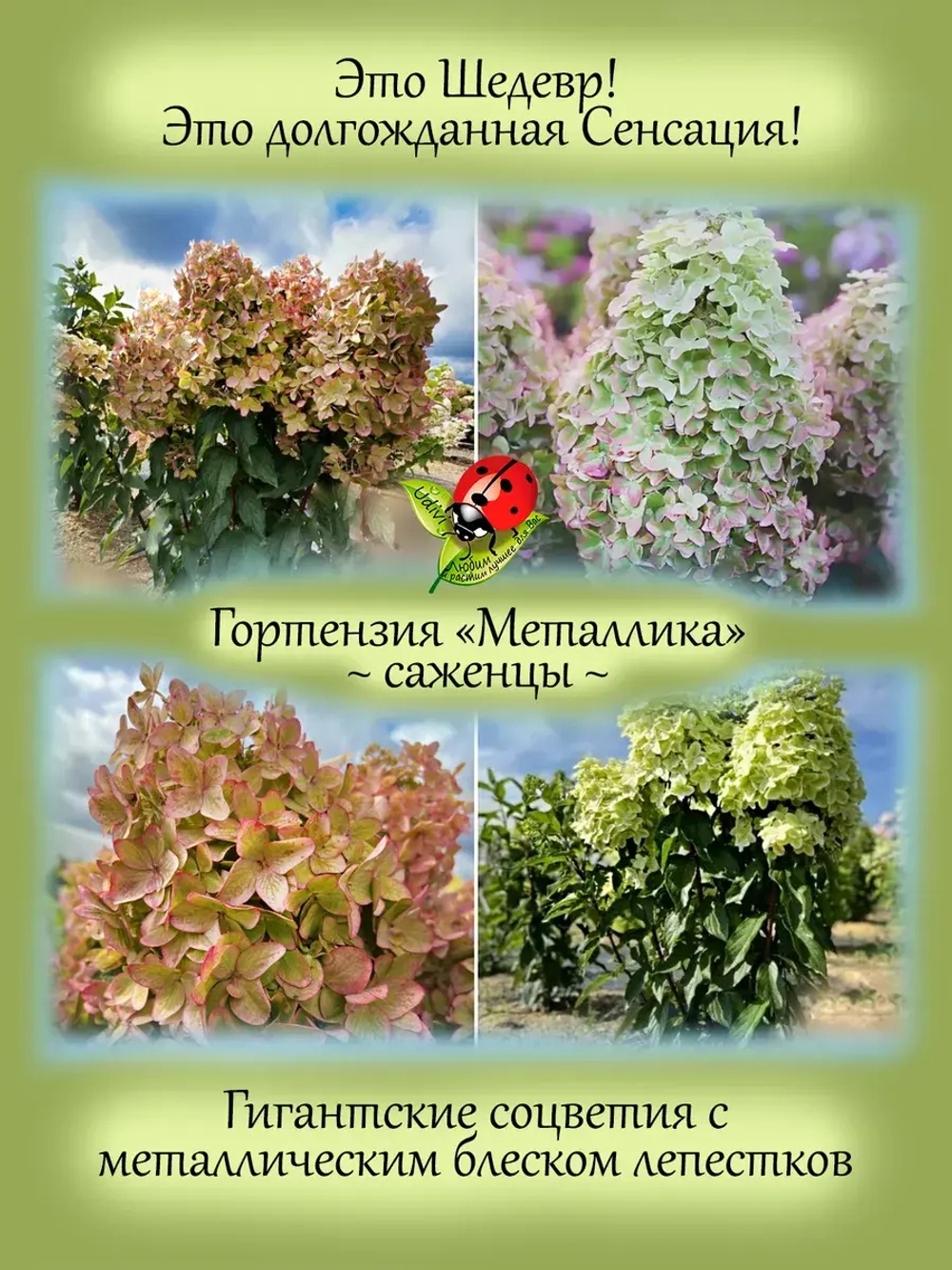 Гортензия Металлика суперновинка метельчатая