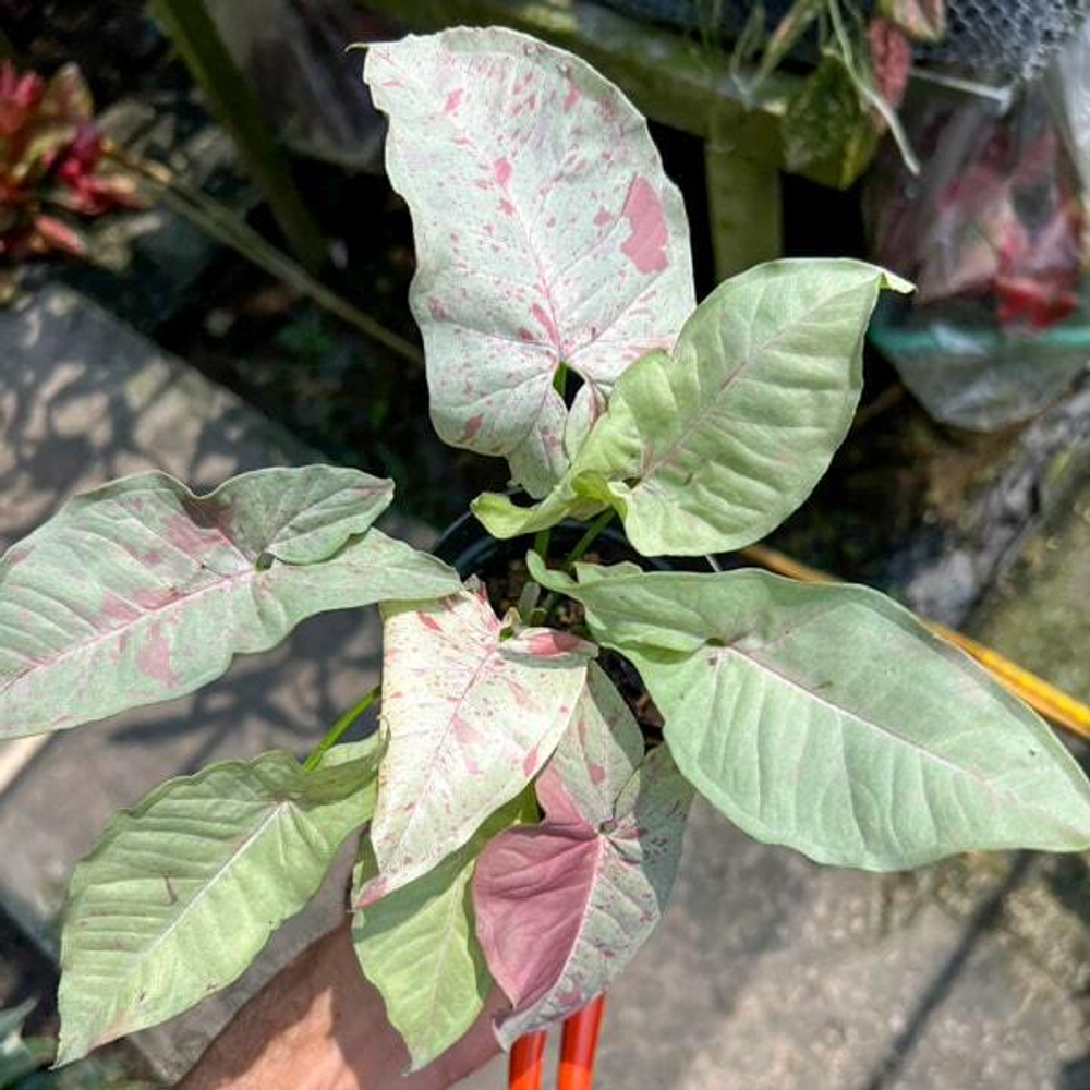 Сингониум MILK CONFETTI