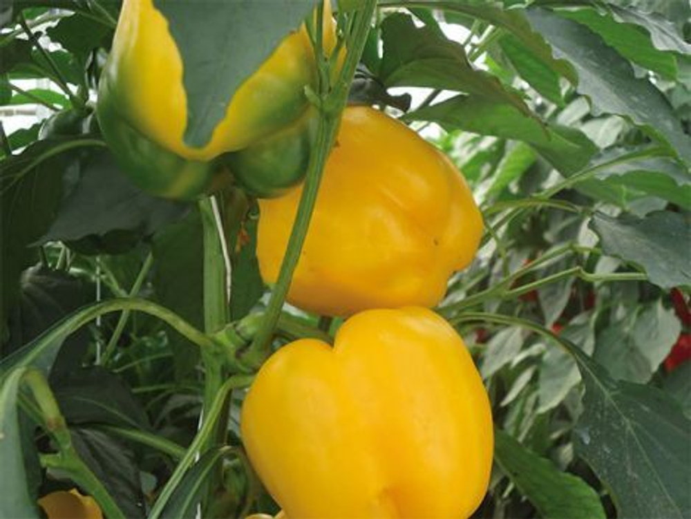 Перец Катриона F1 5шт Мировые Семена VITA GREEN