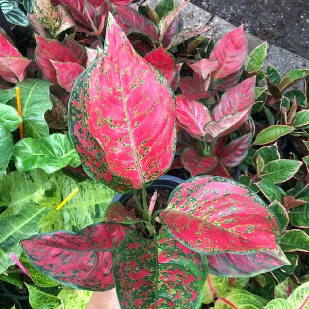 Аглаонема RED MONGKOL / SEDTHEE RAYONG