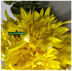 Хризантема  ярко лимонная Пантин    (отгрузка  Сентябрь)