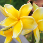 Плюмерия KANJANA YELLOW