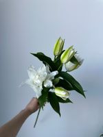 Лилия пионовидная в белом оттенке