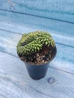 Gymnocalycium Spineless Crested form (Гимнокалициум Кристатный)