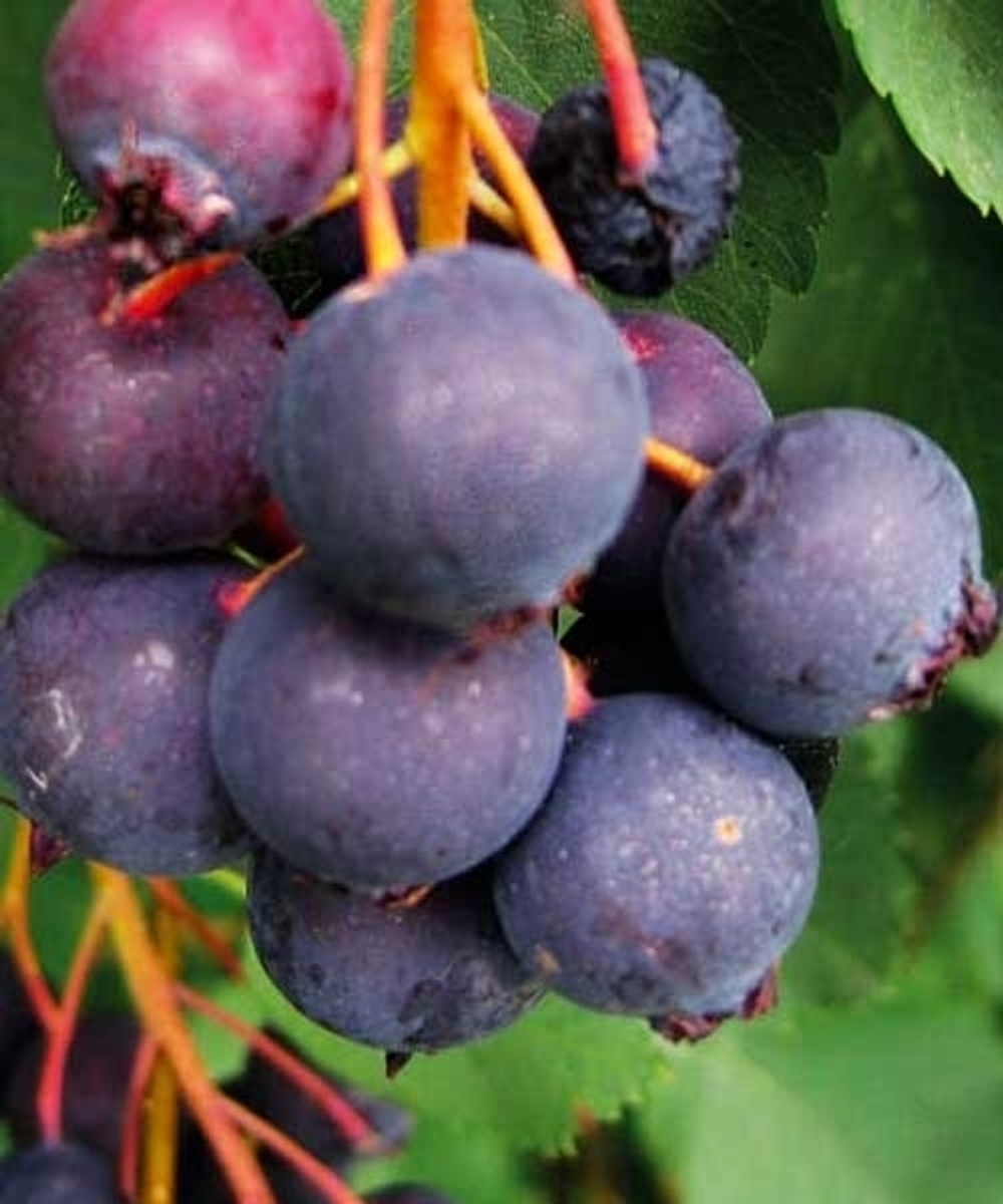 Ирга Ханивуд