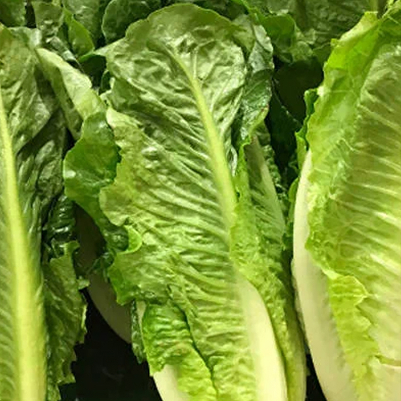 Актина семена салата ромэн (Syngenta / Сингента) культура – фото 2