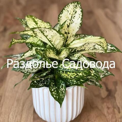 Аглаонема Сноуфлейк