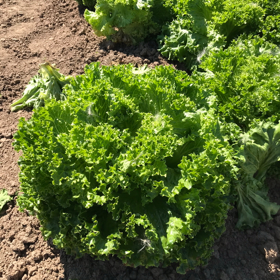 ЛАНДАУ семена салата Rijk Zwaan цена – фото 7