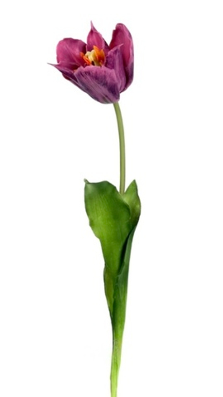 Тюльпан лилиецветный большой - Фиолетовый