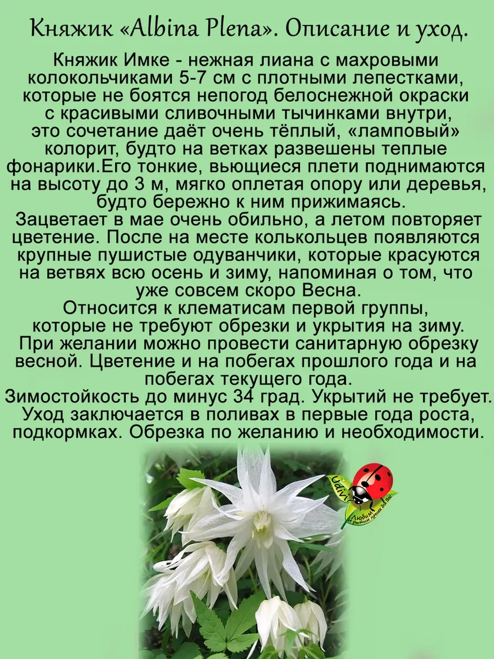 Княжик Альбина Плена клематис неукрывной