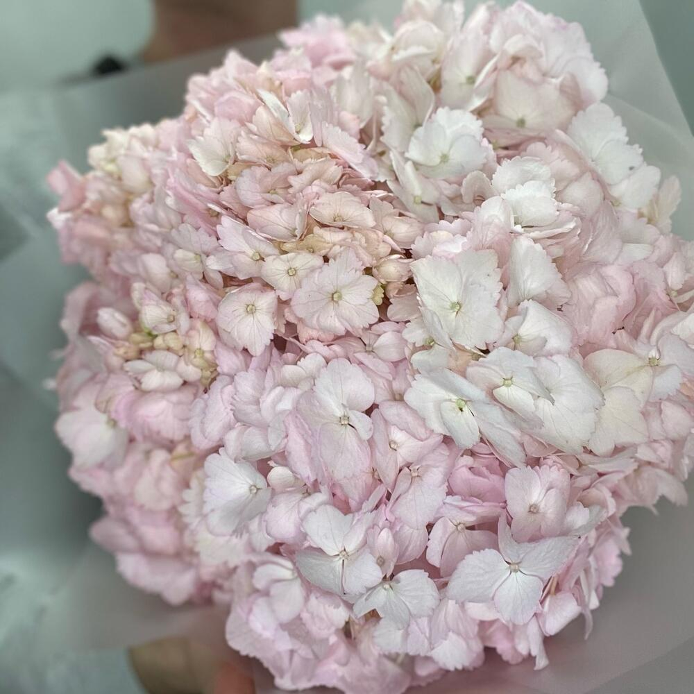 Букет из 5 розовых гортензий