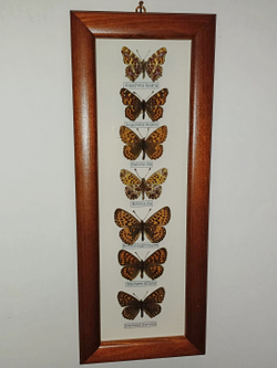 Бабочки в рамке