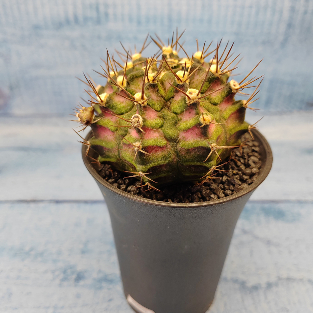 Gymnocalycium T-Rex Pink hybride (Гимнокалициум T-rex)
