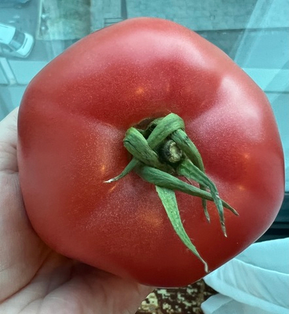 Томат Пинк Нагетс F1 5шт. (чп)