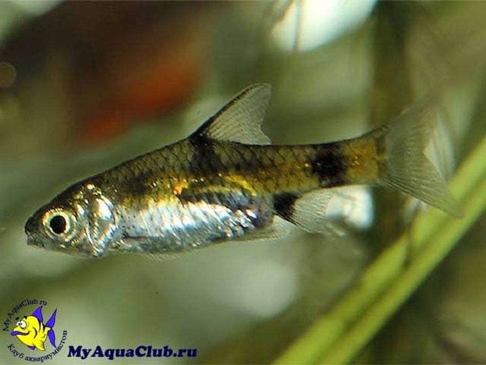 Барбус огненный вуалевый самки  (код 028)