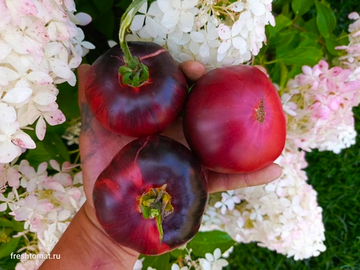 Синяя красавица (Blue beauty) сорт томата