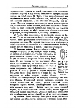 Краткий учебник ботаники | И. П. Бородин