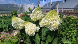 Гортензия метельчатая "Меджикал Маунт Малинче (3/6 веток) Закупка М59 апрель 2026