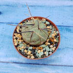 Tephrocactus Geometricus (Тефрокактус)