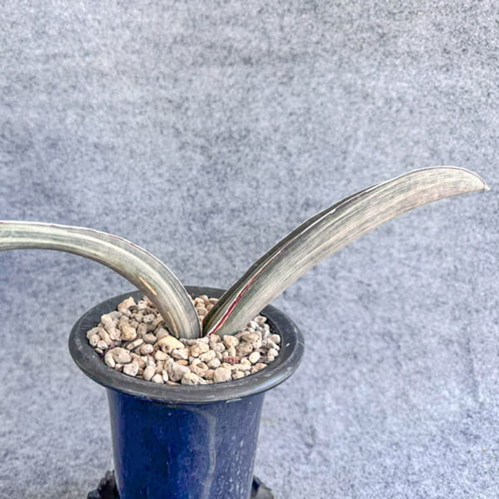 Сансевиерия HALLII DARK PINK WHITE VAR s.L