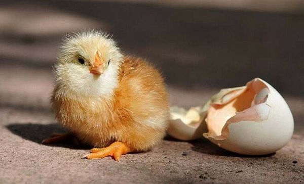 Инкубация куриных яиц в домашних условиях: наседка или инкубатор