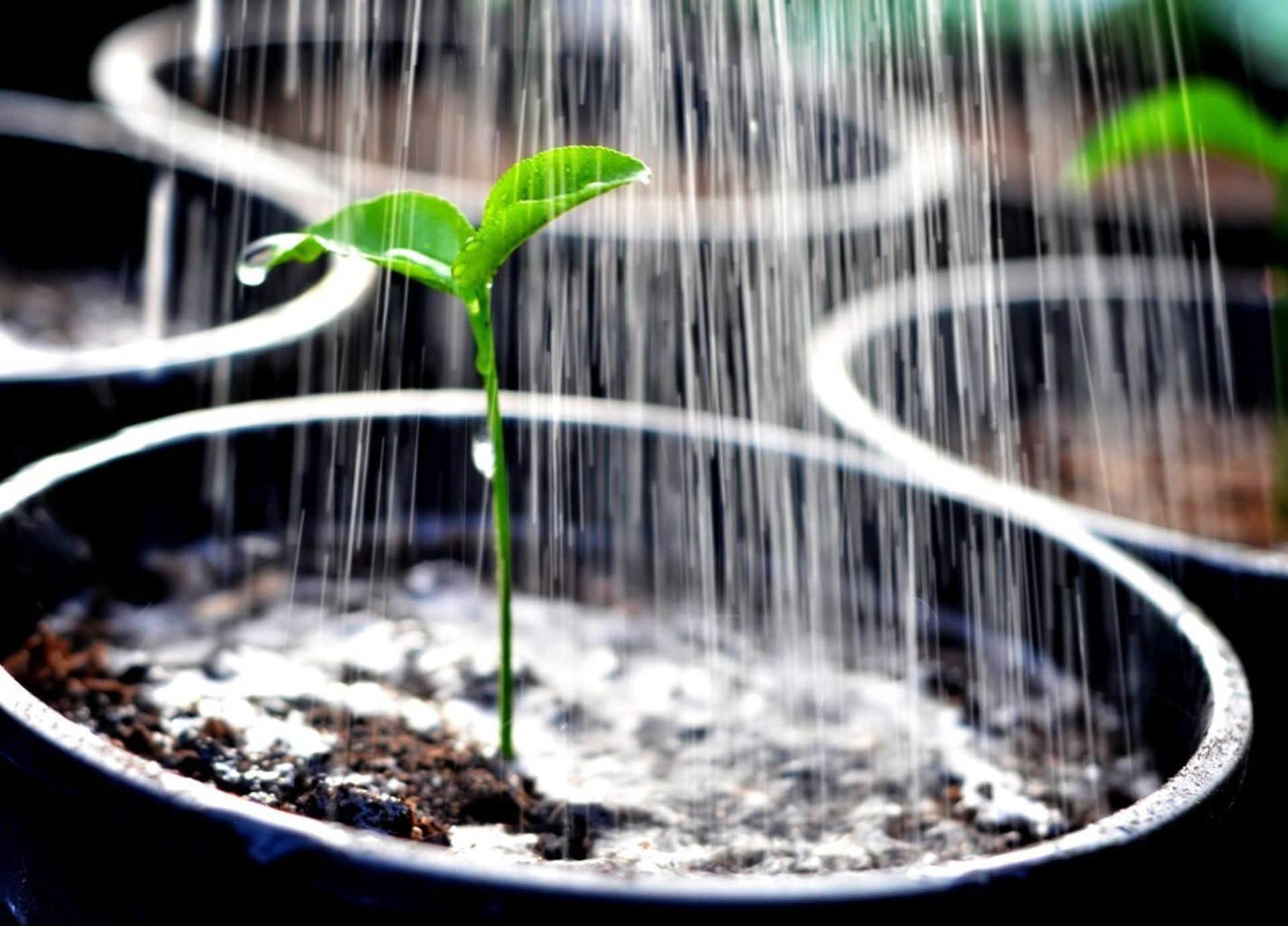 Watering the plants. Полив растений. Вода и растения. Поливка рассады. Вода для полива рассады.