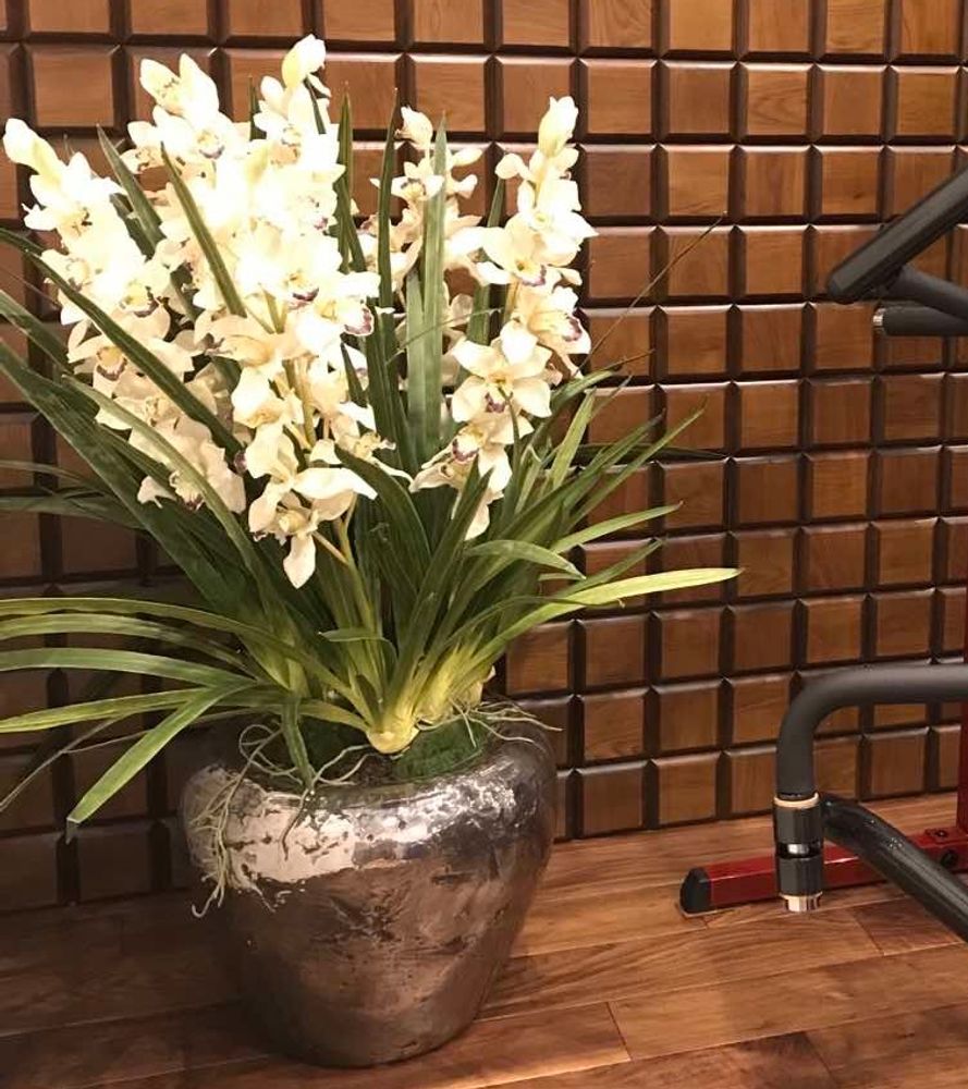 Орхидея Симбидиум в кашпо [Арт. 97714001]