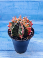Gymnocalycium Variegata (Гимнокалициум Вариегатный)