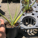 Сансевиерия BANLUE TORCH STRIATED VAR big